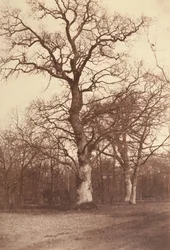 Tanulmány a fákról, Bois de Boulogne